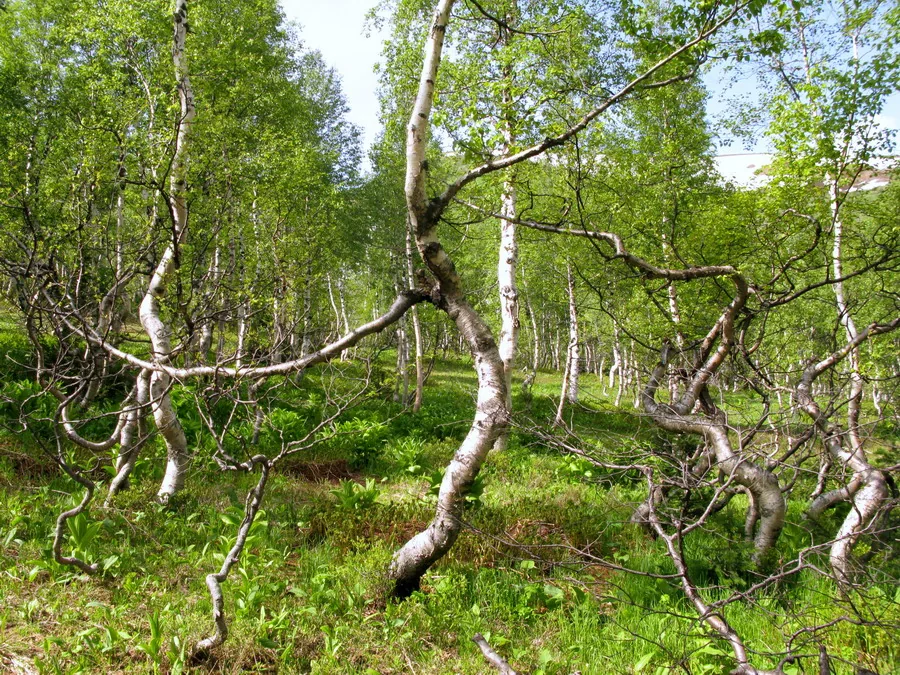 Береза извилистая